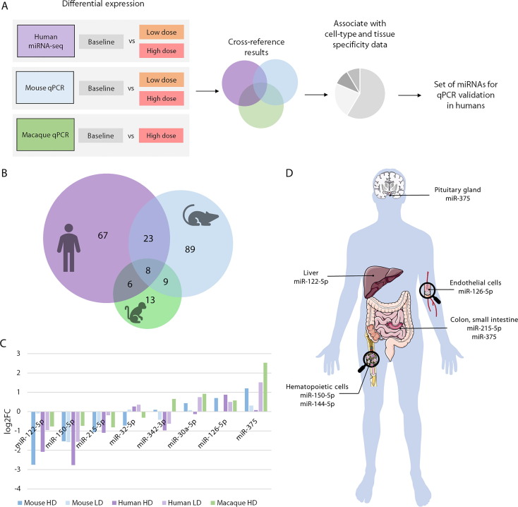 Unlocking the Power of microRNAs: Accurate Radiation Exposure Assessment in Humans